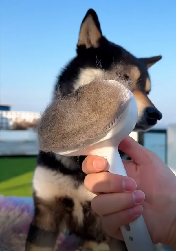 dog-brush-australia