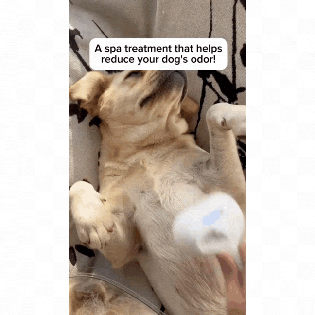 Bundle Steam Dog Brush and Dog Trimmer