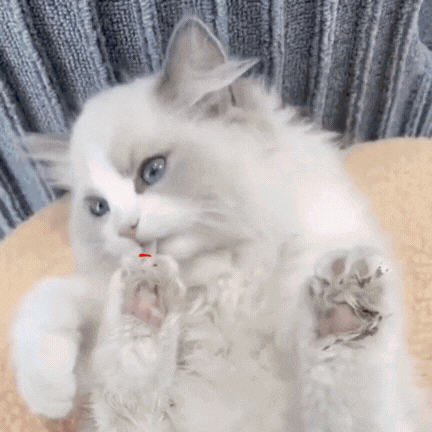 Bundle Steam Dog Brush and Dog Trimmer